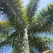 Palm Tree Jim