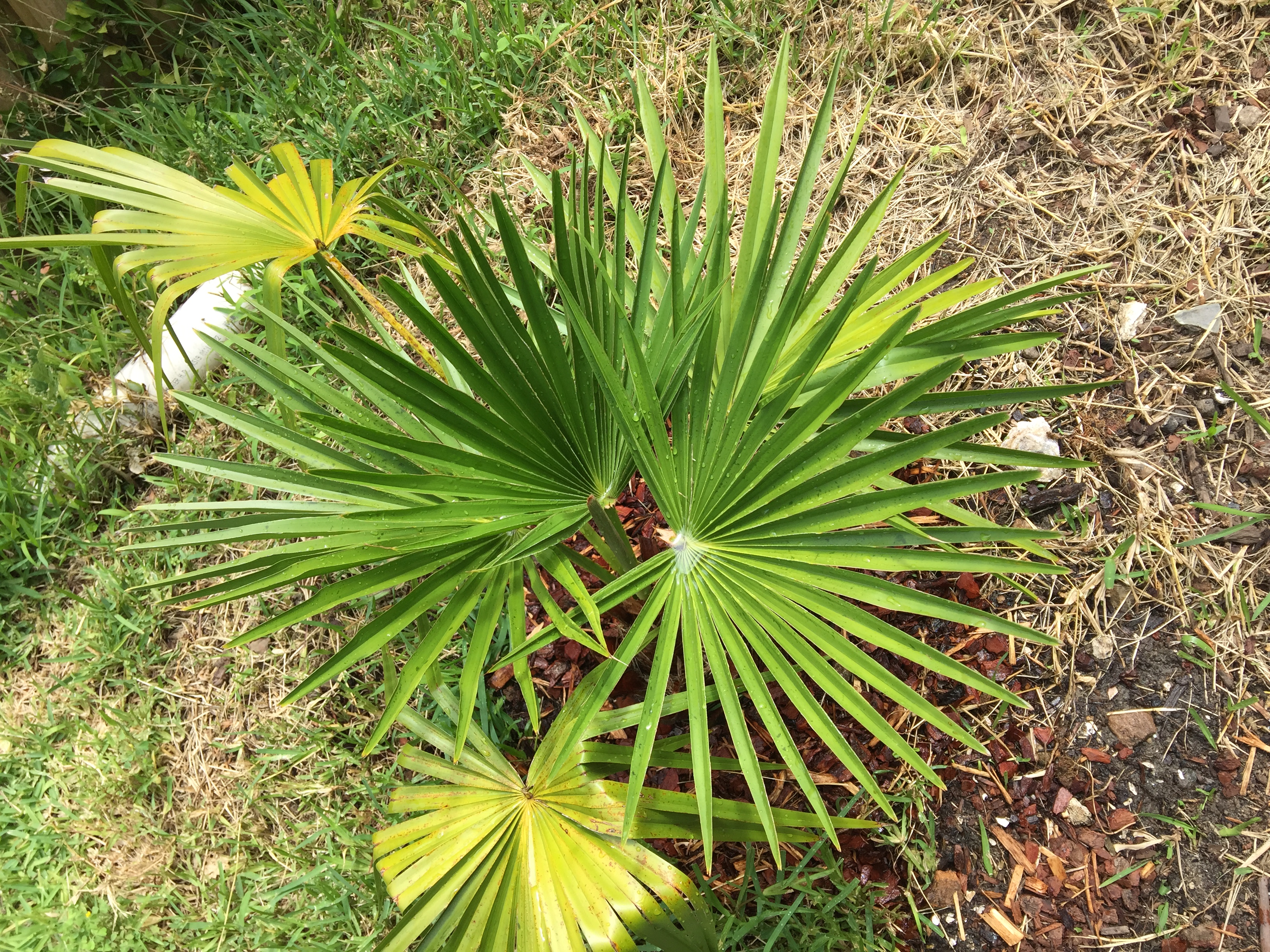 Livistona chinensis? - DISCUSSING PALM TREES WORLDWIDE - PalmTalk