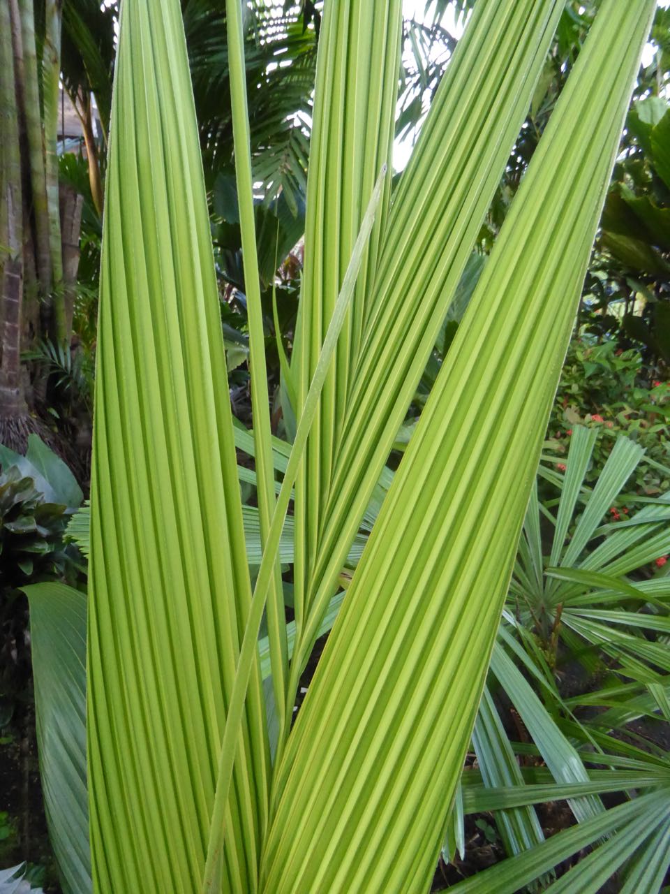 A M Tanga Discussing Palm Trees Worldwide Palmtalk