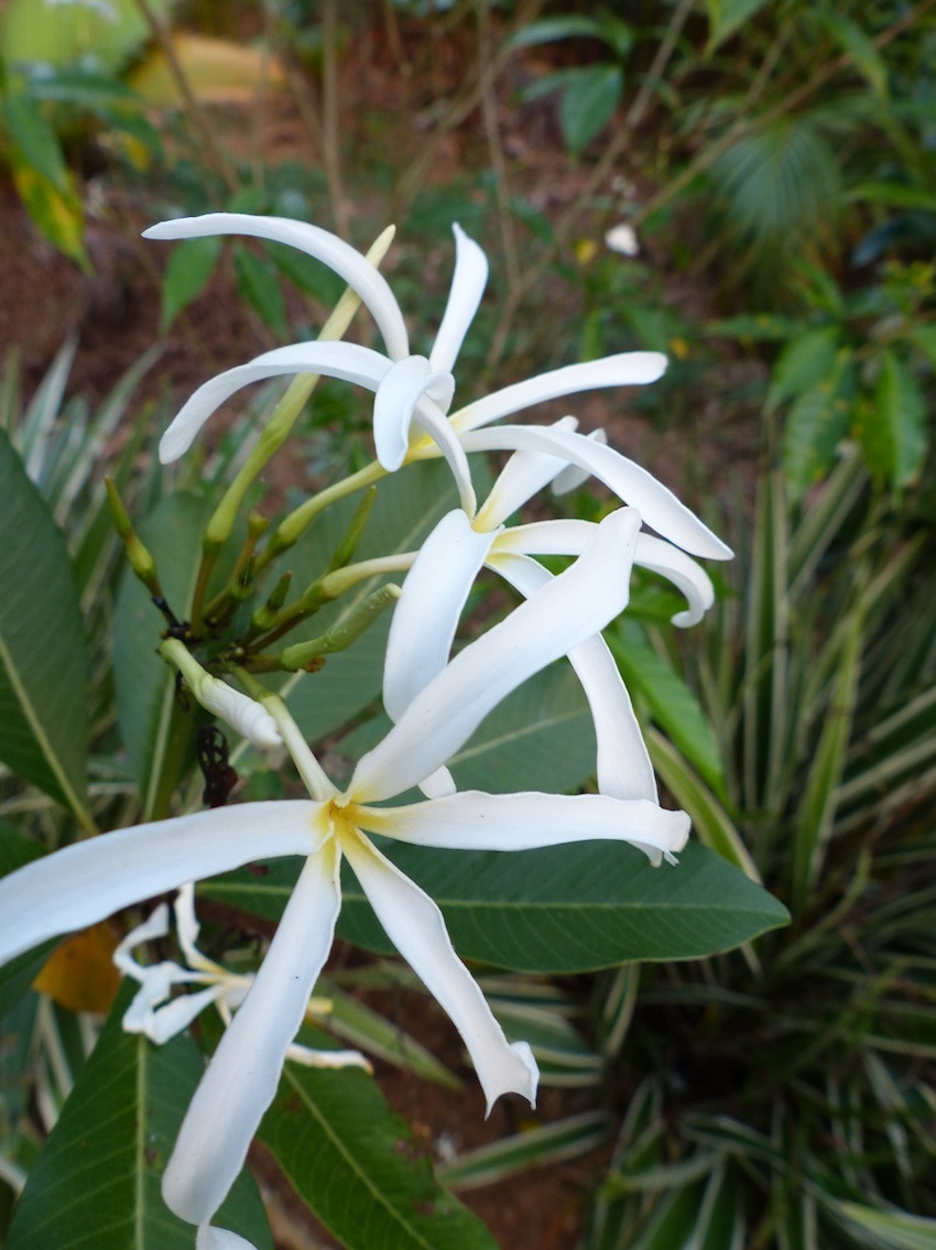 Who is growing Plumeria stenopetala? - TROPICAL LOOKING PLANTS - Other ...