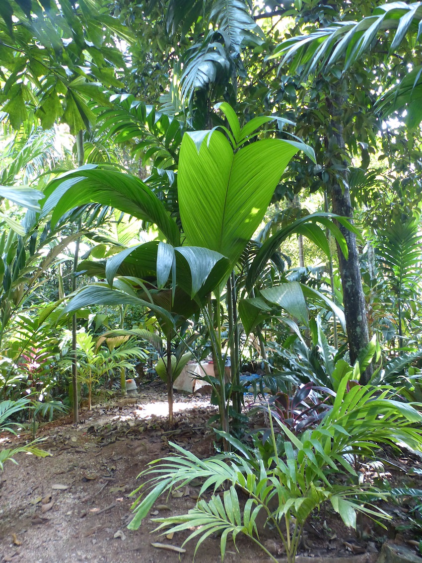 Clinostigma samoense in Morning Garden - DISCUSSING PALM TREES ...