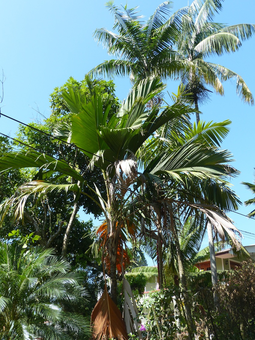 last visit in Samarakoon's garden - DISCUSSING PALM TREES WORLDWIDE ...