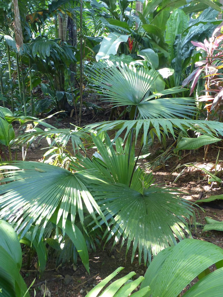 Kerriodoxa elegans - DISCUSSING PALM TREES WORLDWIDE - PalmTalk