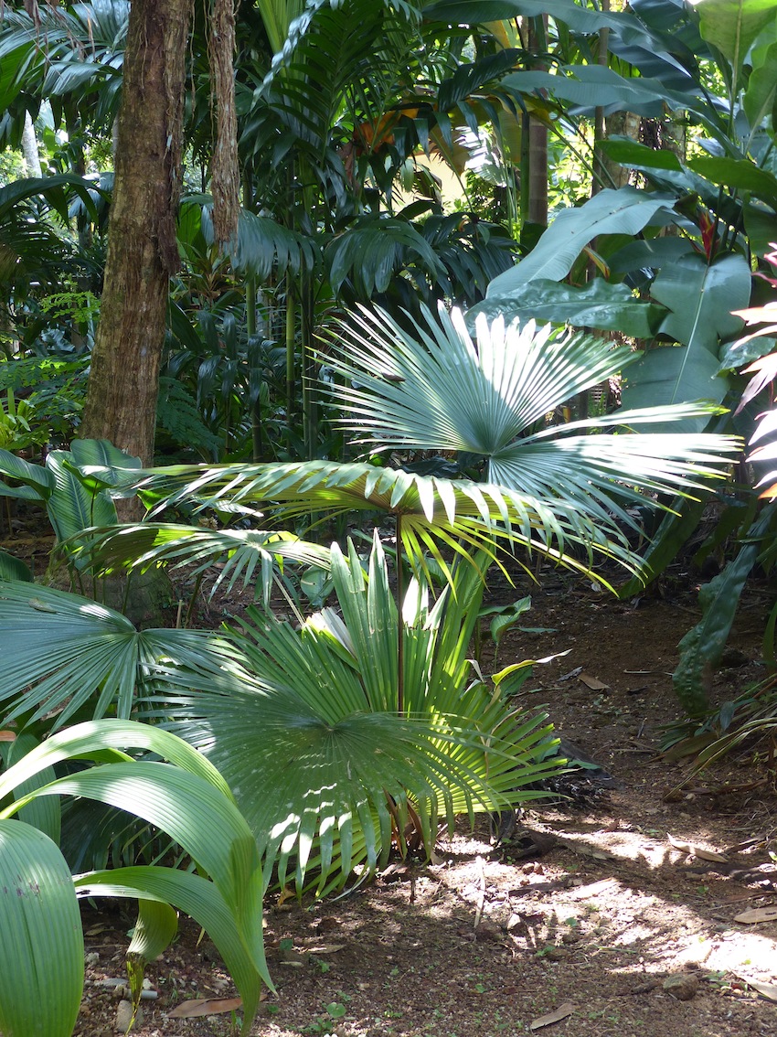 Kerriodoxa elegans - DISCUSSING PALM TREES WORLDWIDE - PalmTalk