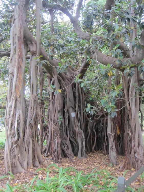 ficusmacrocolum.jpeg