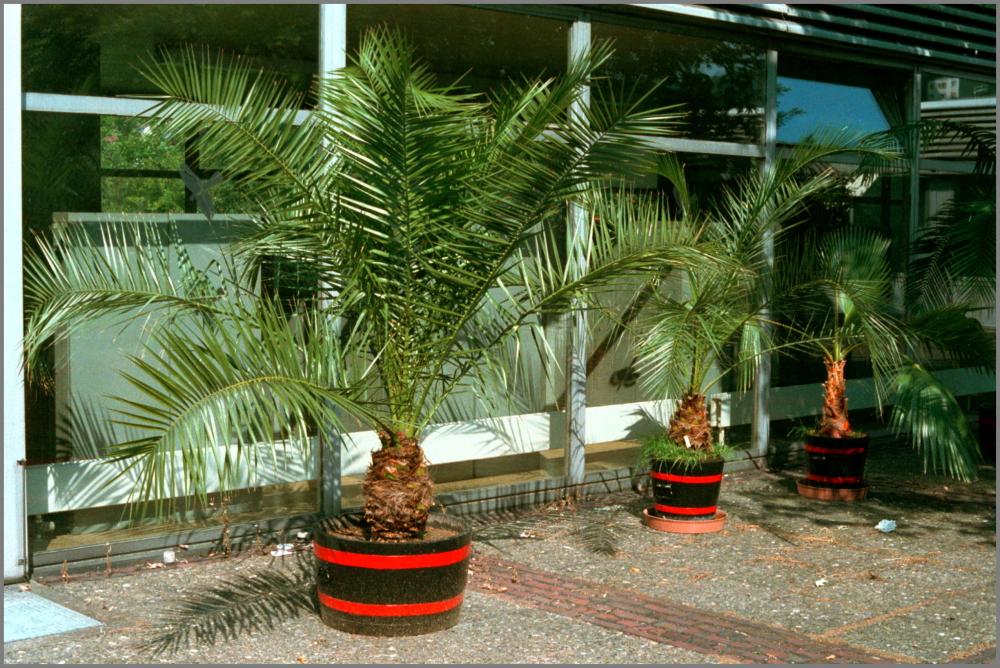 56c730308f911_Phoenixcanariensis1989-09-