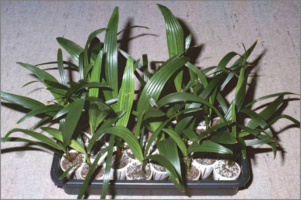 56c78f4ca69f4_Phoenixreclinata1984N01-01