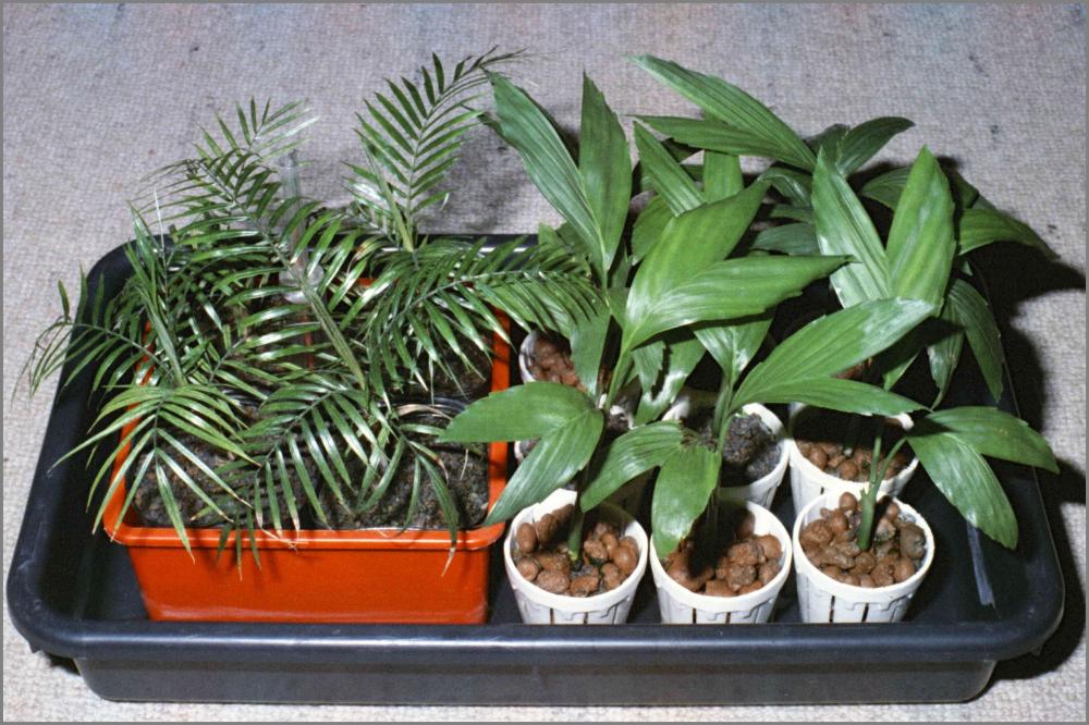 56c78f56b91c0_Palmseedlings1984N01-0105.