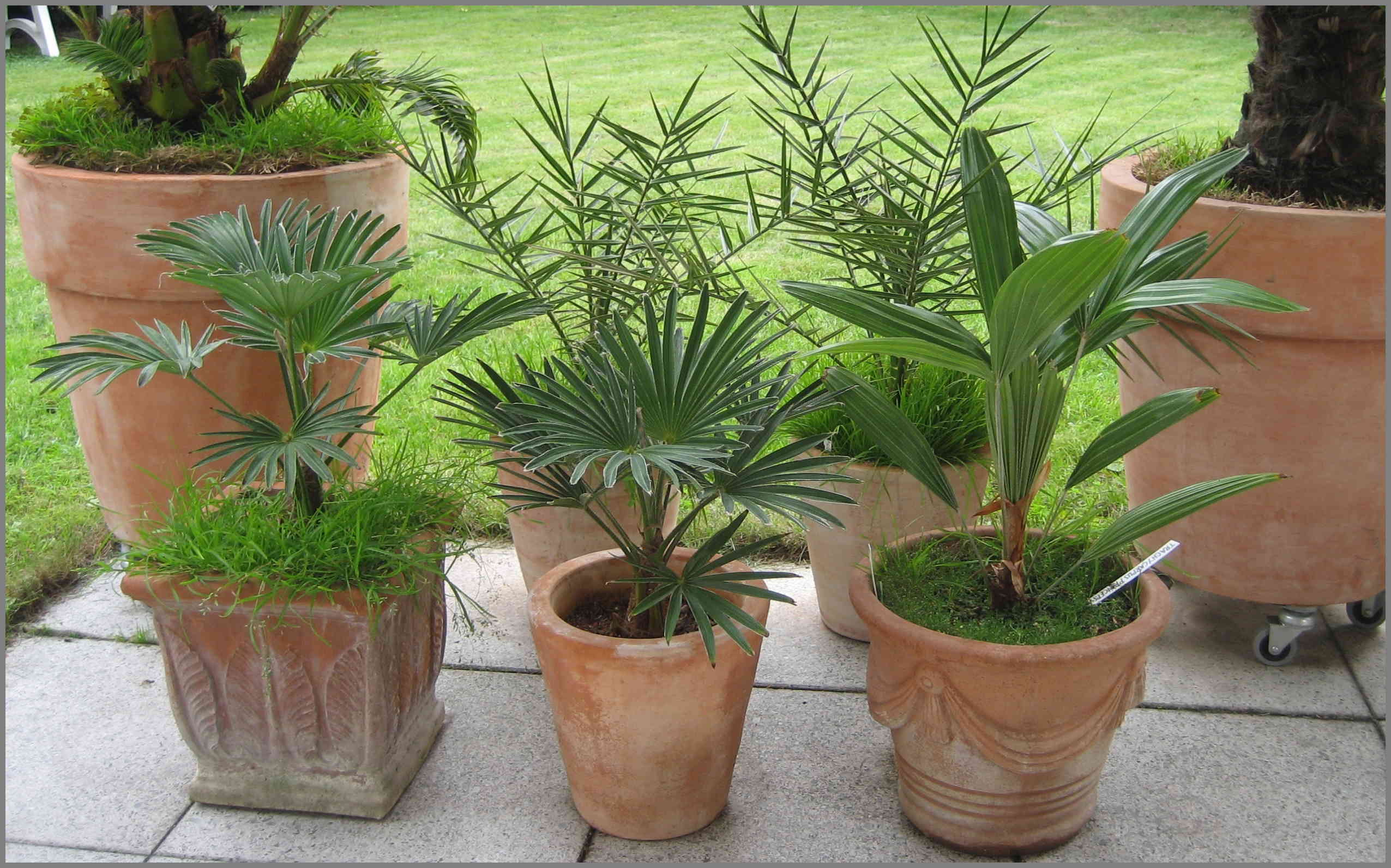 can travellers palm grow in a pot