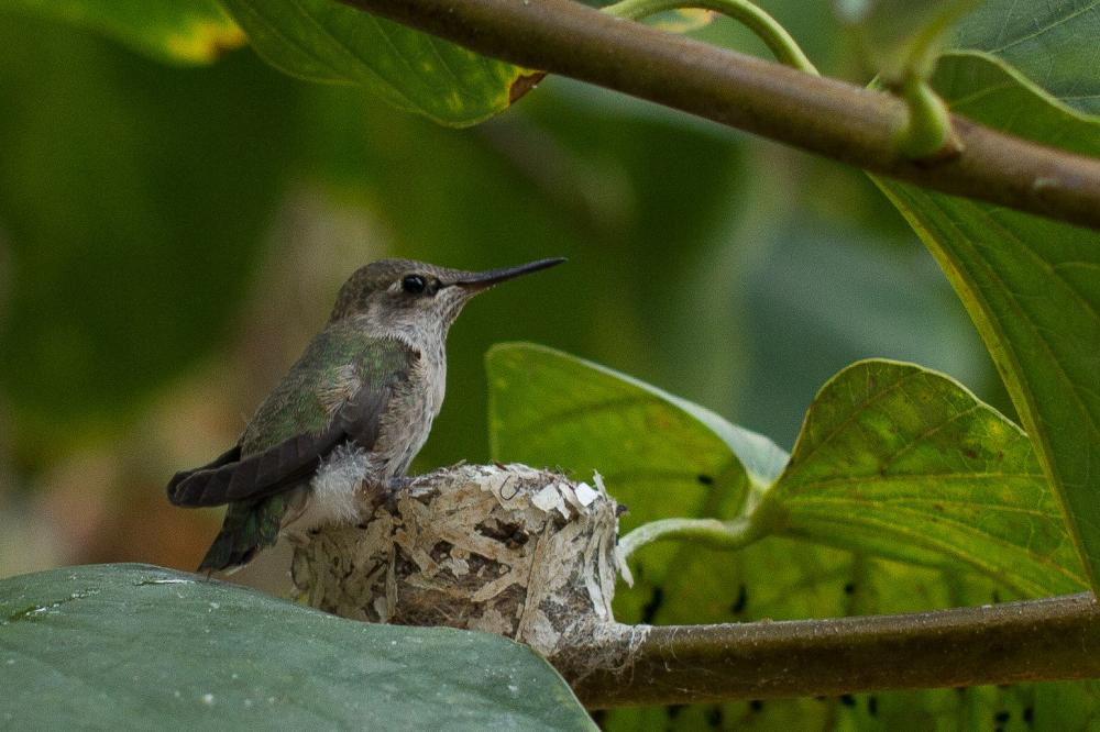 20120503-IMG_7753 Bauhinia  blakeana hummer.jpg