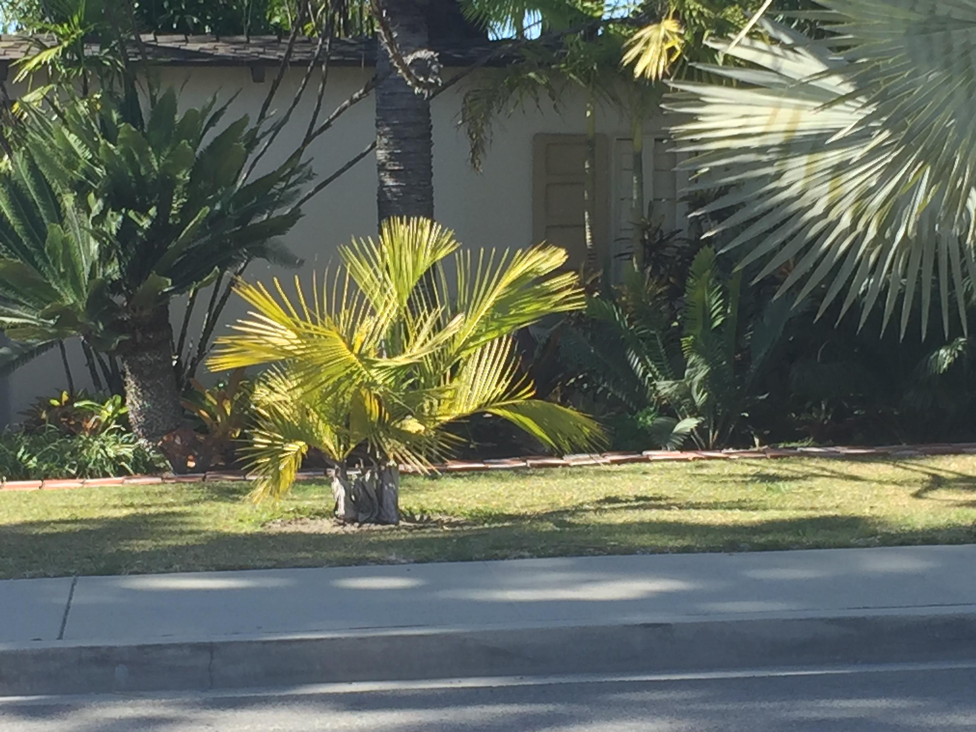 Growth rate differences - 2 large palms - DISCUSSING PALM TREES