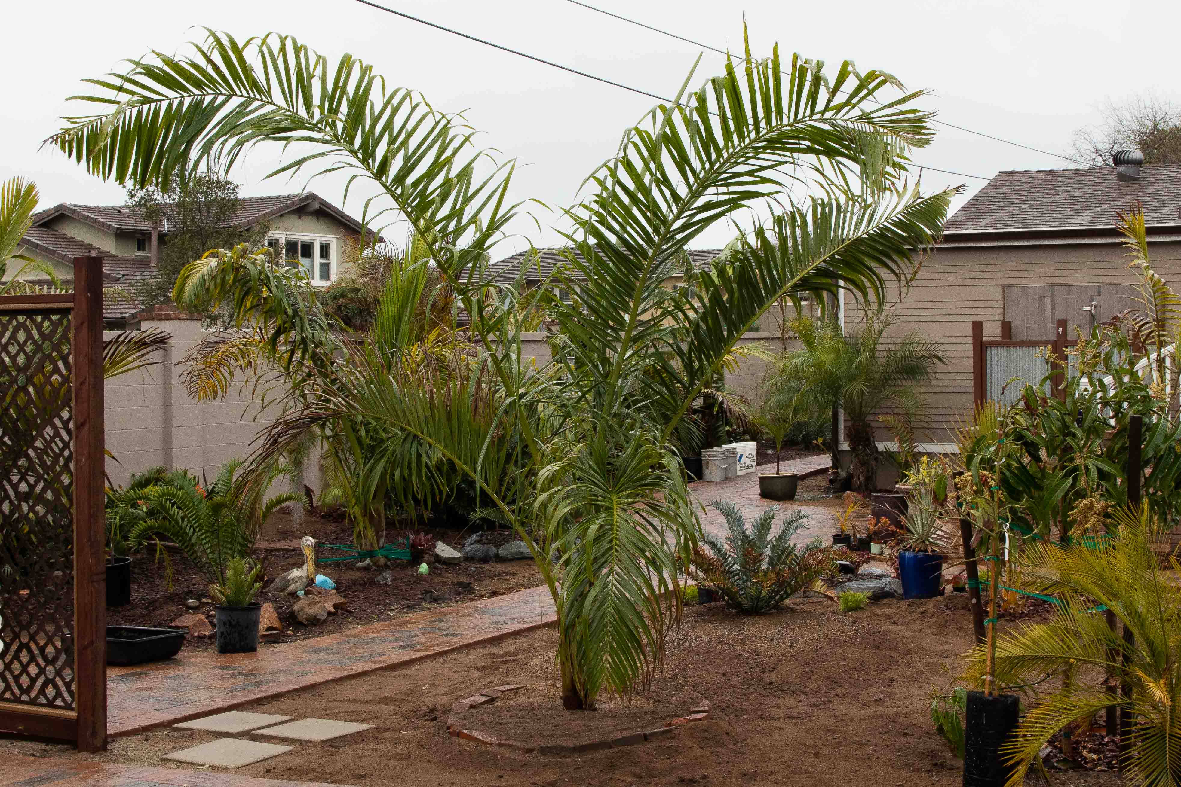 Planting Project - DISCUSSING PALM TREES WORLDWIDE - PalmTalk