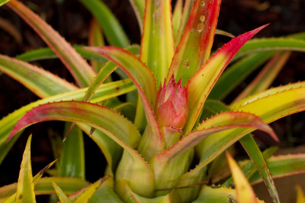 20140301-IMG_0027 Aechmea recuvarta Aztec Gold.jpg