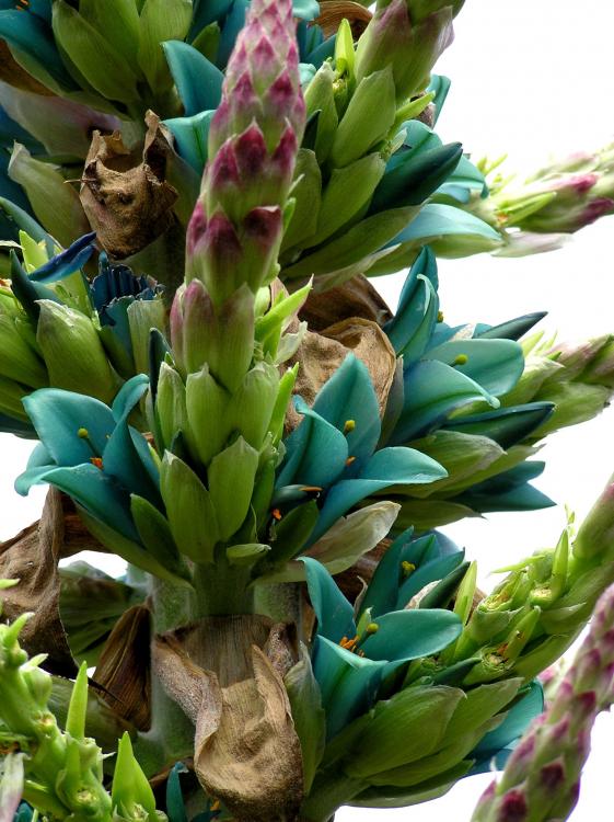 Puya alpestris again close flowers.jpg