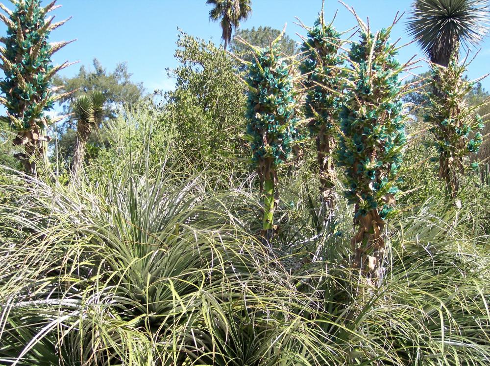 Puya alpestris colony.jpg