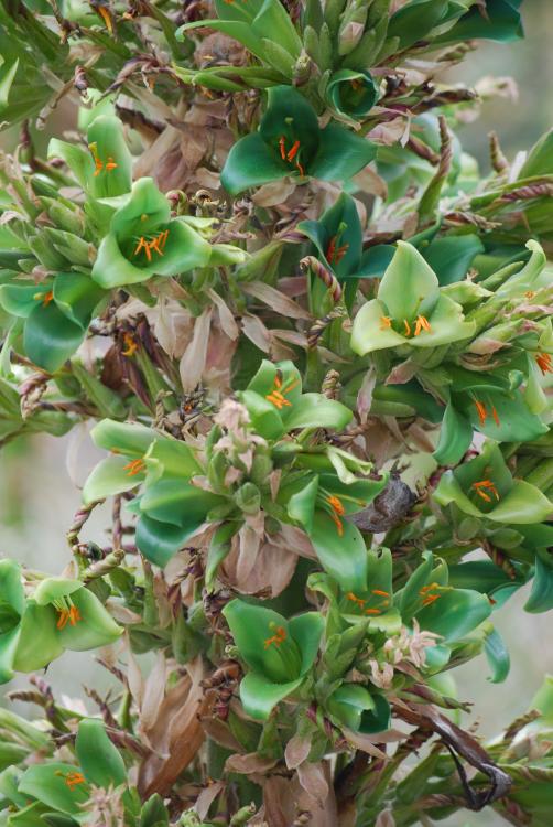 Puya alpestris green.jpg