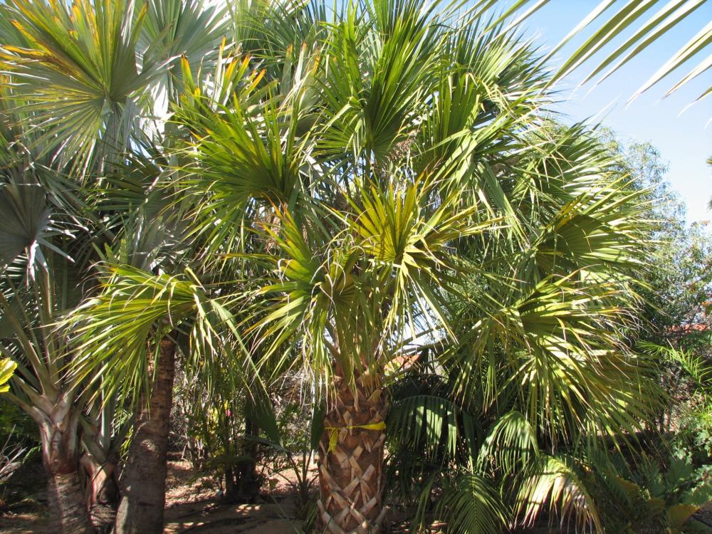 Sabal palmetto Wood.jpg