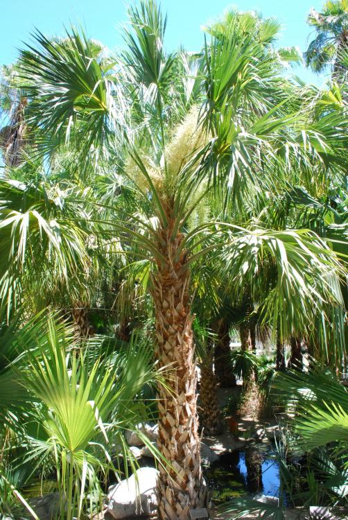 Sabal palmetto LD.jpg