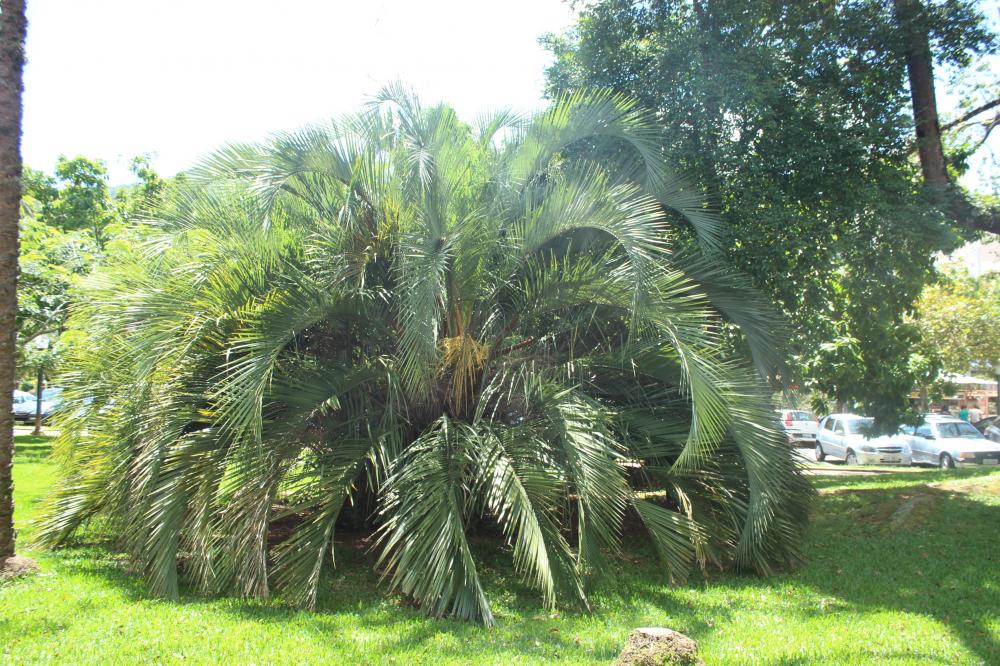 Butia eriospatha 001.JPG