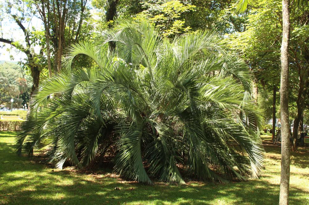 Butia eriospatha 008.JPG