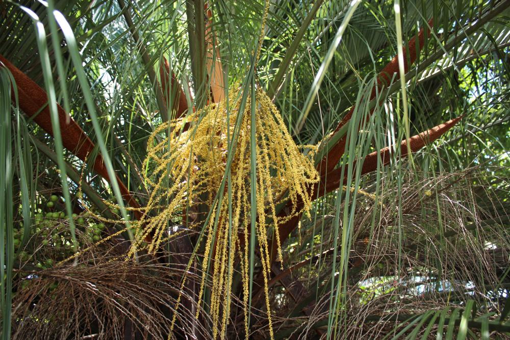 Butia eriospatha 002.JPG