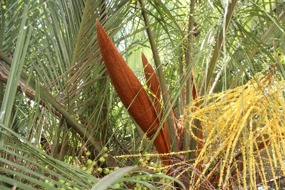 Butia eriospatha 005.JPG