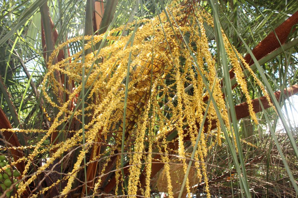 Butia eriospatha 006.JPG