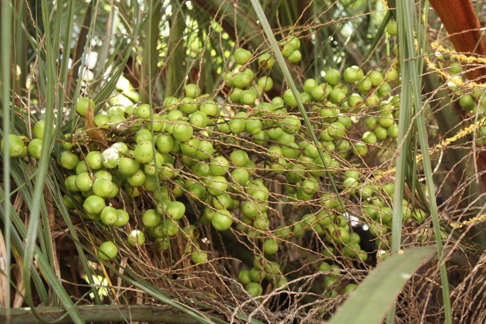 Butia eriospatha 003.JPG