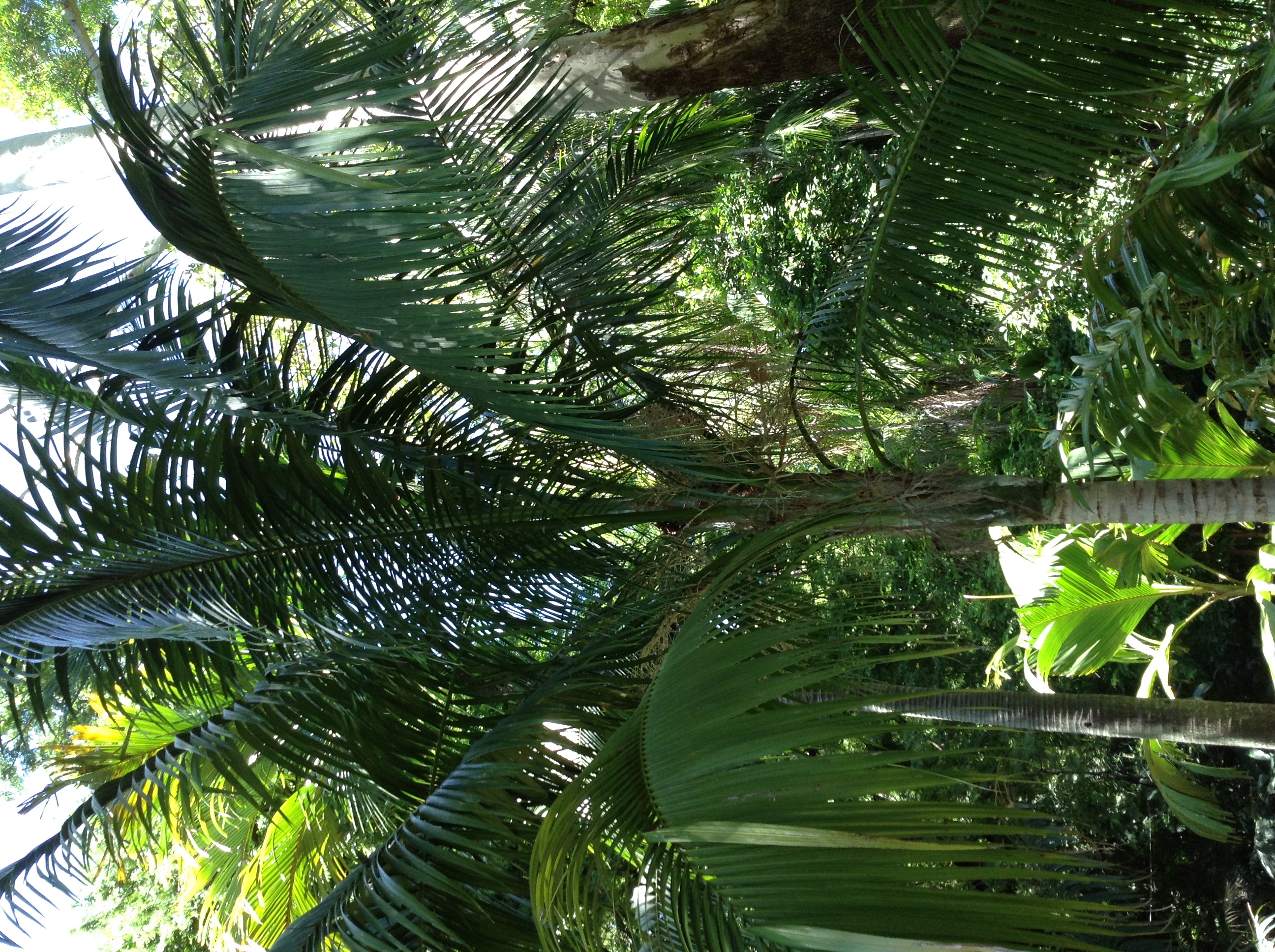 Townsville Palmetum - DISCUSSING PALM TREES WORLDWIDE - PalmTalk