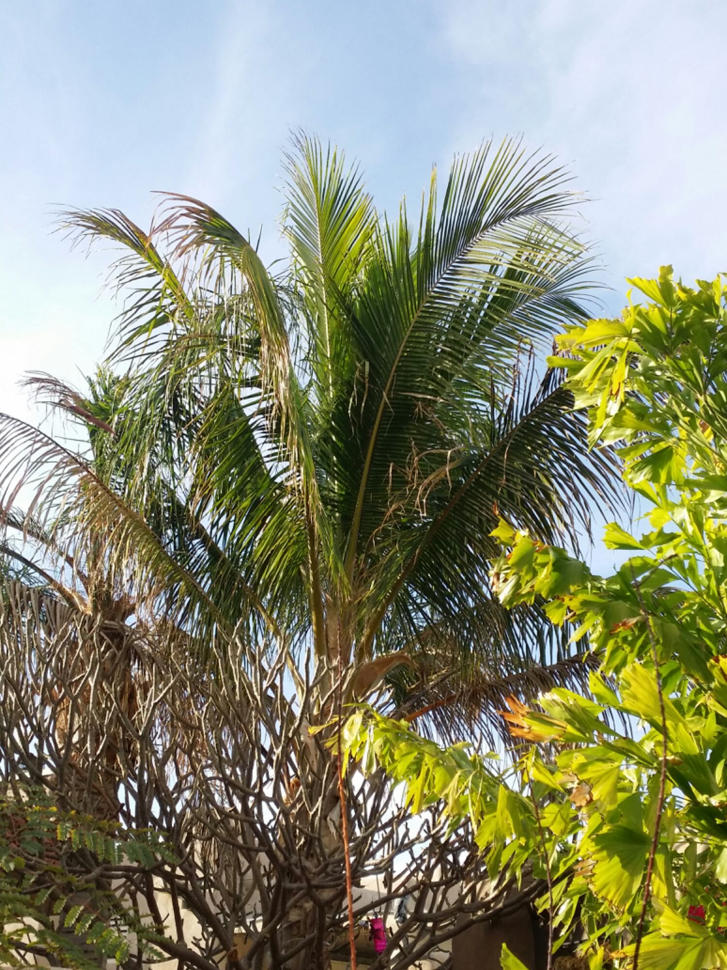 La Quinta Ca. Coconut (post winter) - DISCUSSING PALM TREES WORLDWIDE