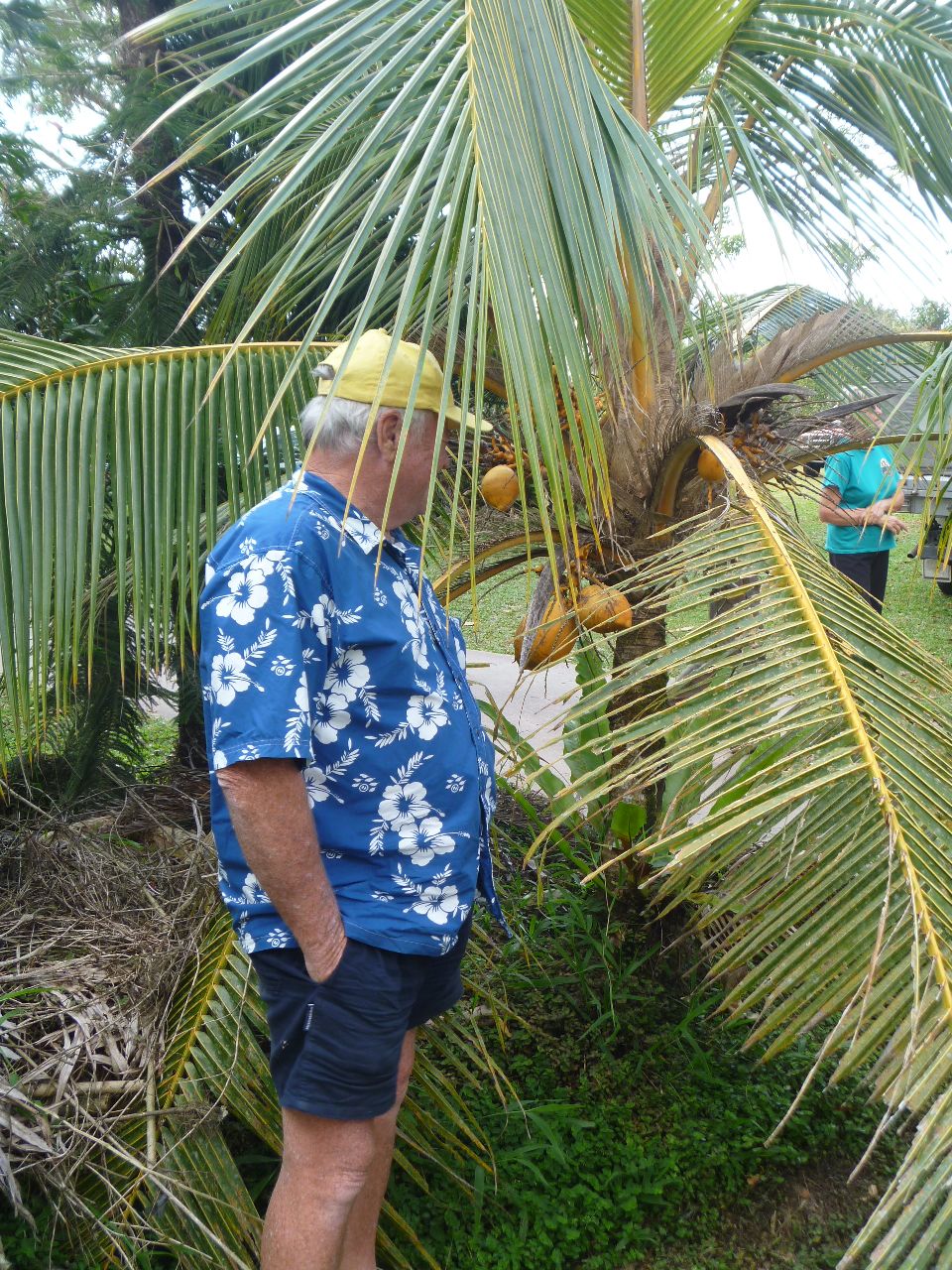 Samoan Dwarf Coconut - Page 2 - DISCUSSING PALM TREES WORLDWIDE - PalmTalk