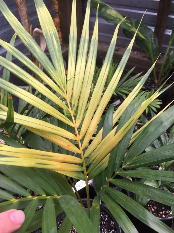 Dypsis Lutescens Golden Form 3.JPG