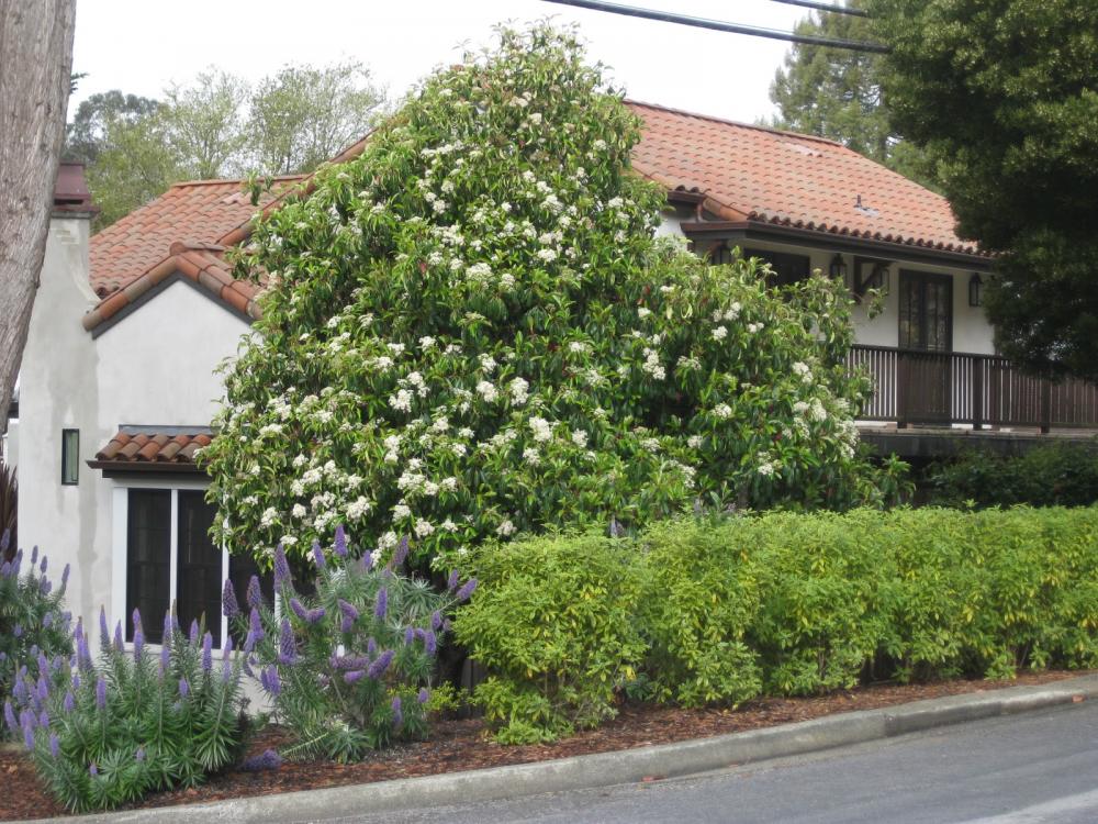 Photinia serratifolia form sc.JPG