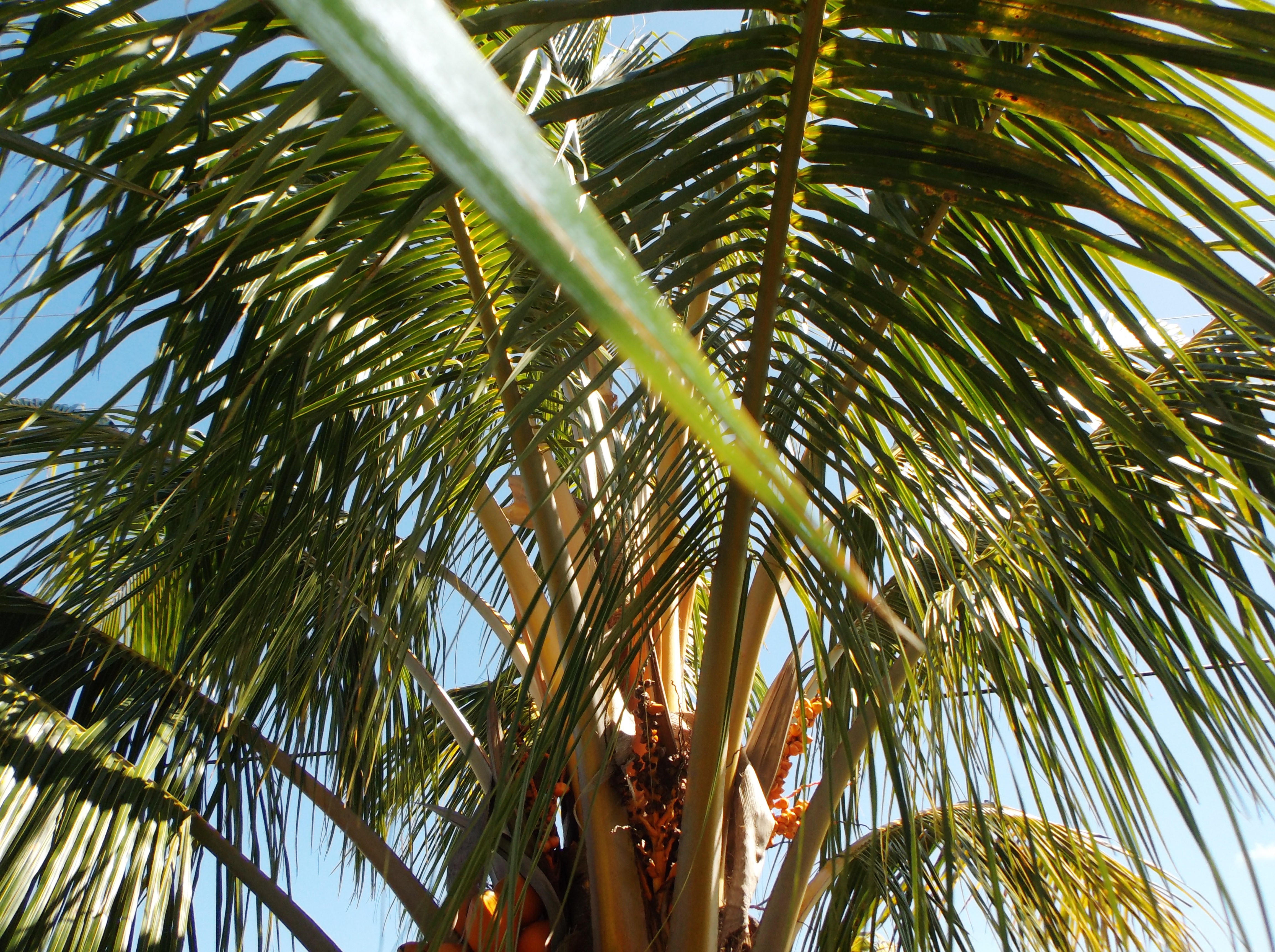 Got coconuts! Dwarf Red Spicata hyb, that is - DISCUSSING PALM TREES ...