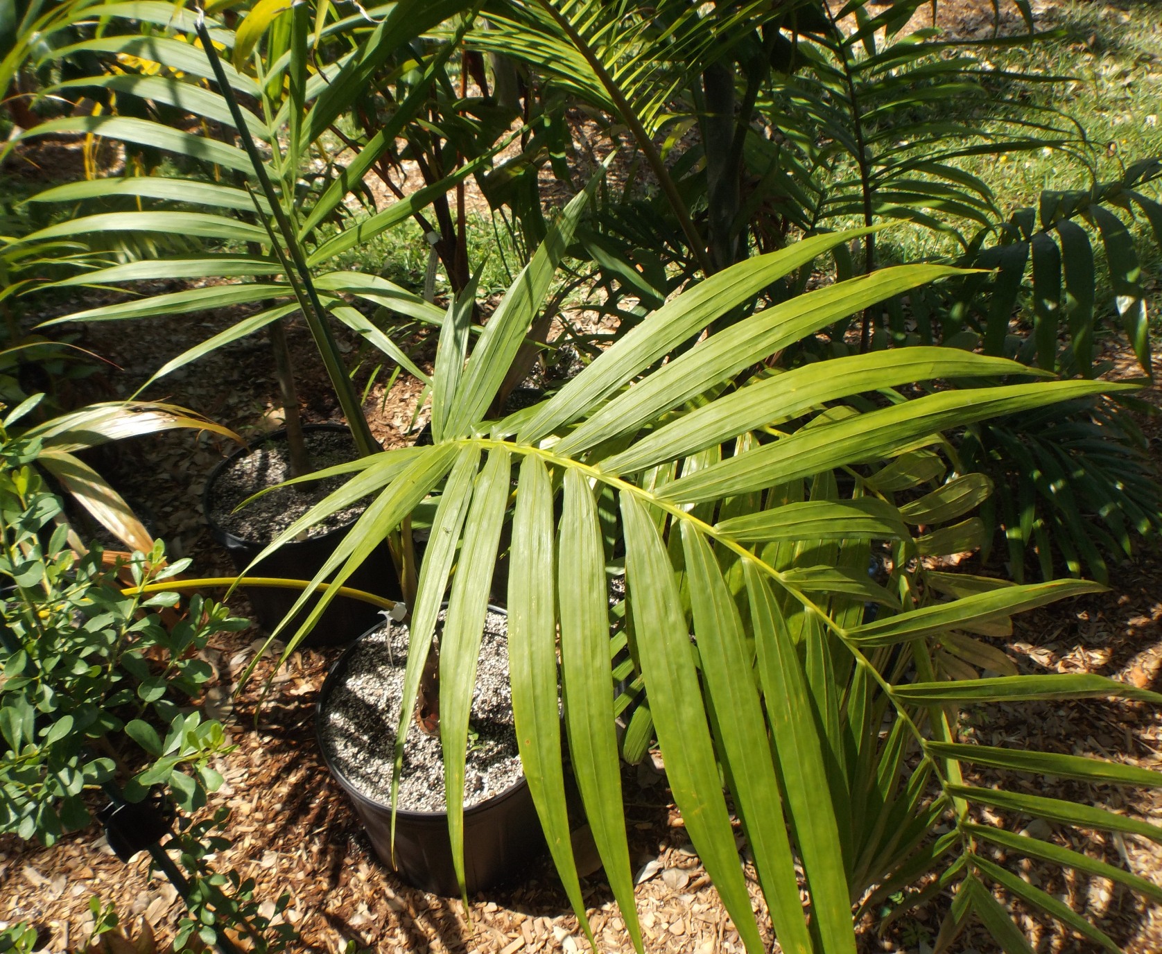 Hyophorbe indica in FL - planting advice needed - DISCUSSING PALM TREES ...