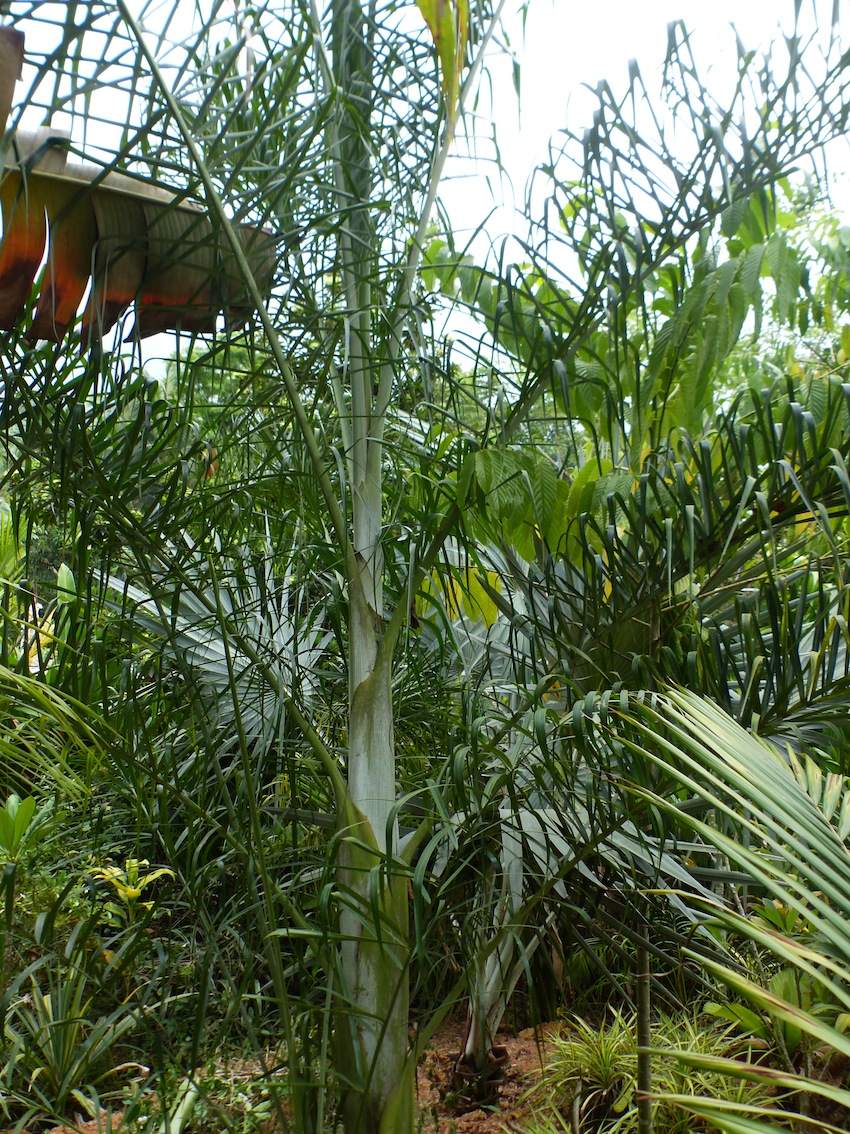 Dypsis madagascariensis in Evening Garden - DISCUSSING PALM TREES ...