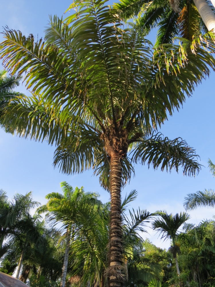 Julatten Private Palmetum Photos 2016 - DISCUSSING PALM TREES WORLDWIDE ...