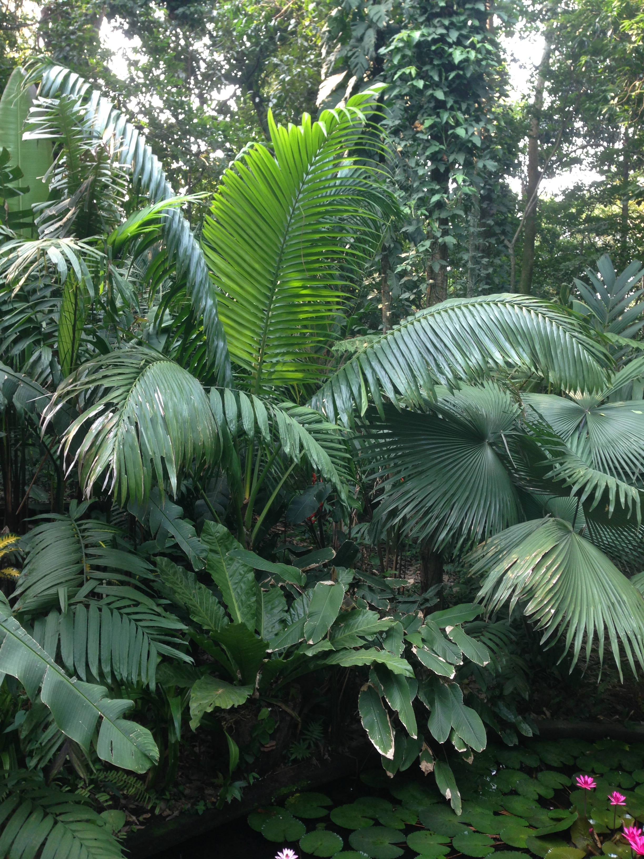 Palms Around The Pond - DISCUSSING PALM TREES WORLDWIDE - PalmTalk