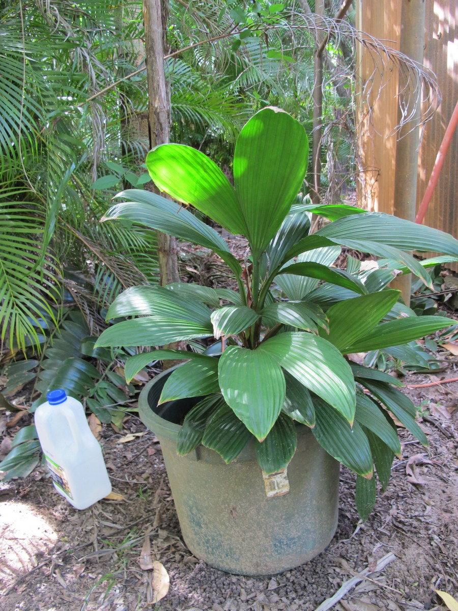 Who is growing Asplundia insignis? - TROPICAL LOOKING PLANTS - Other ...