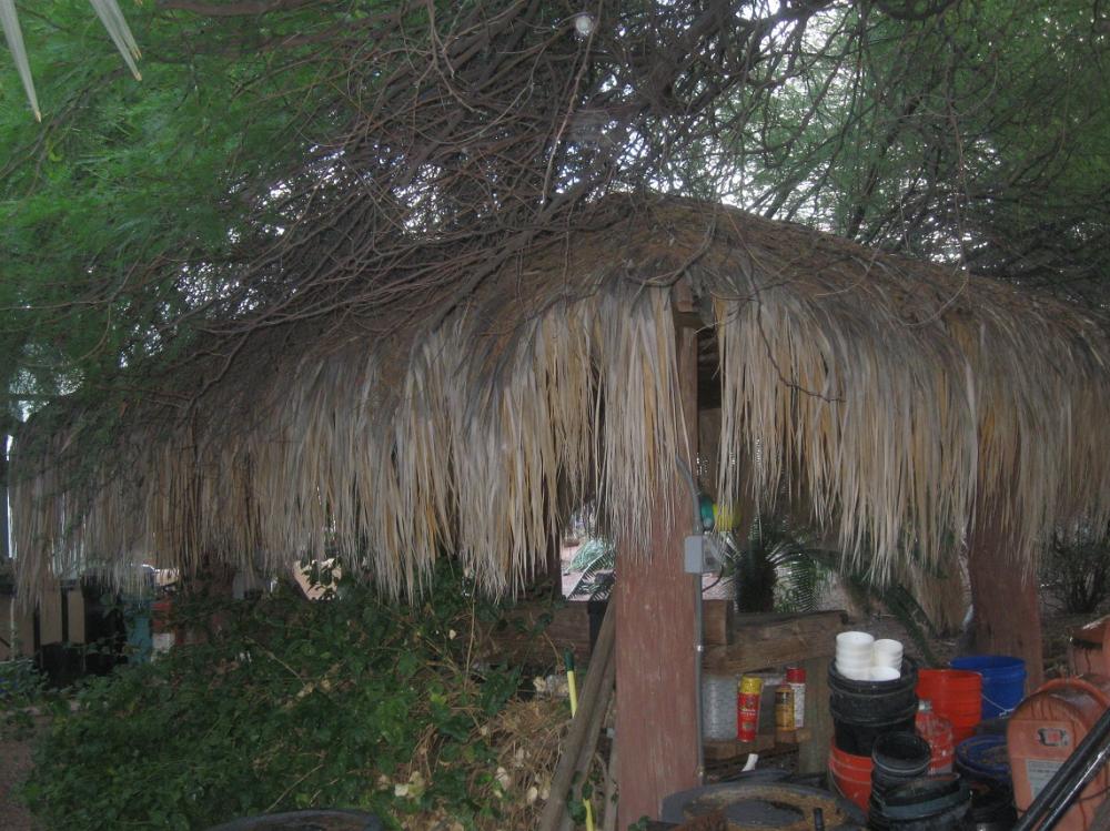 Palapa.jpg