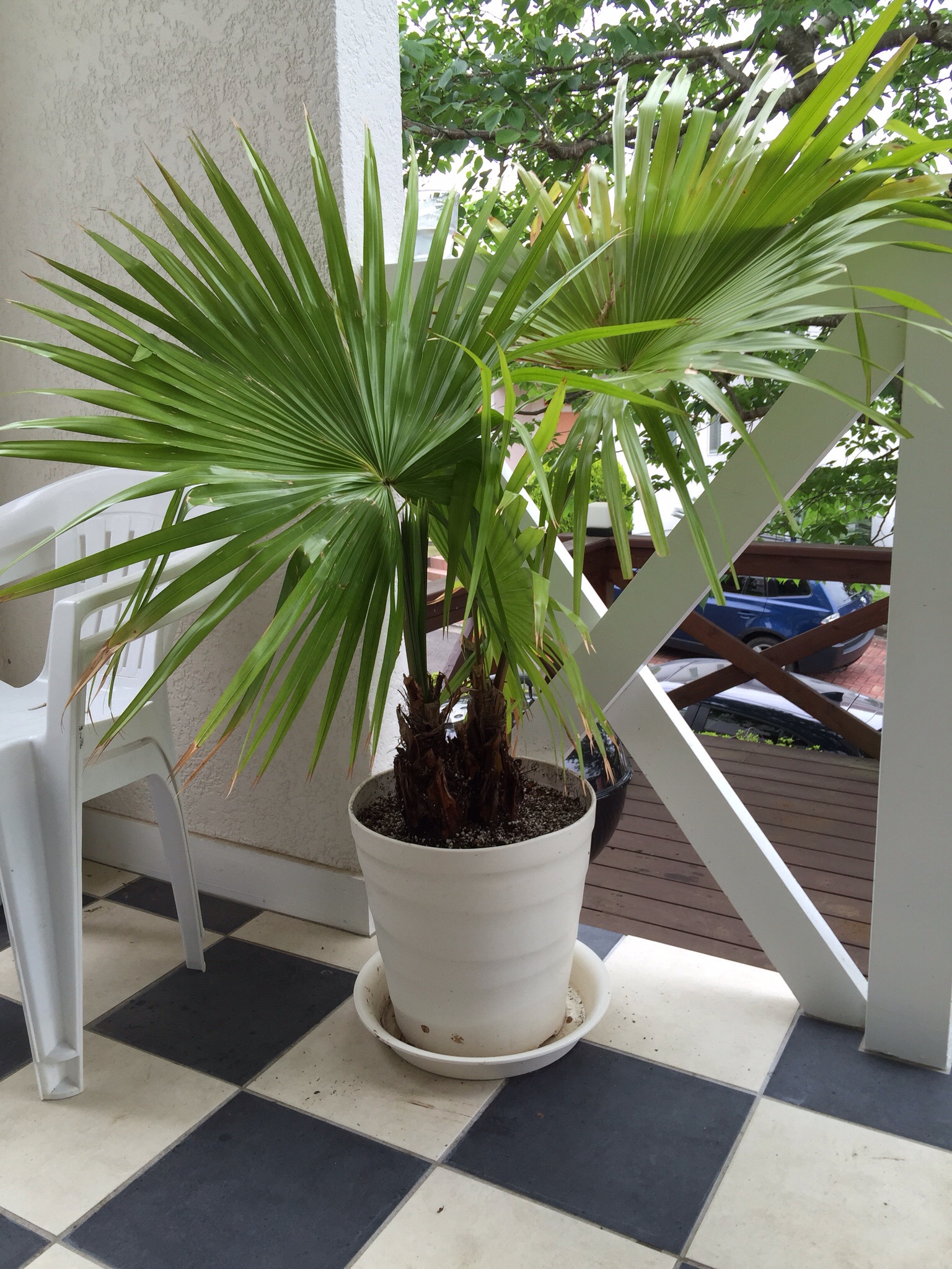 epsom-salt-advice-discussing-palm-trees-worldwide-palmtalk