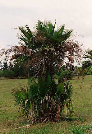 Newly Planted Copernicia Curtisii - Discussing Palm Trees Worldwide 