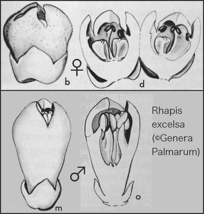 57613be10ad99_Rhapisflowersfm.thumb.jpg.