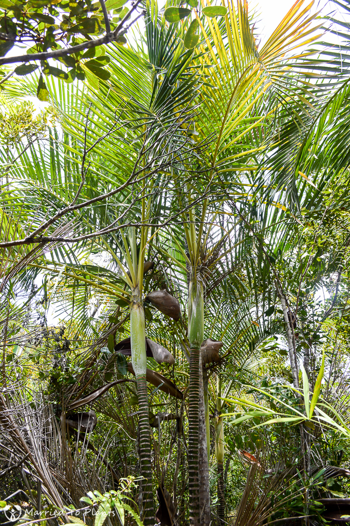 Dypsis arenarum??? - DISCUSSING PALM TREES WORLDWIDE - PalmTalk