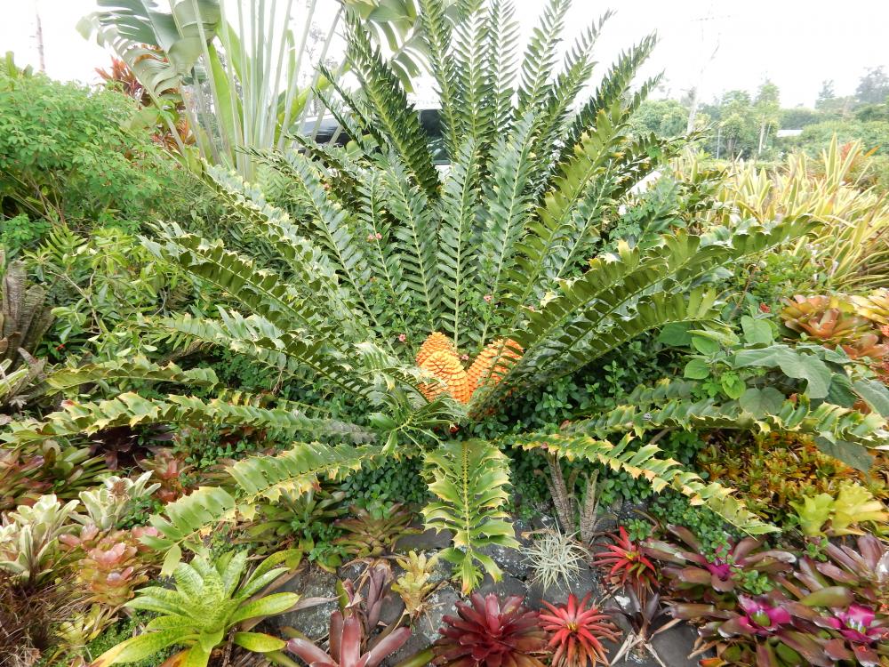 Encephalartos ferox   2015.JPG