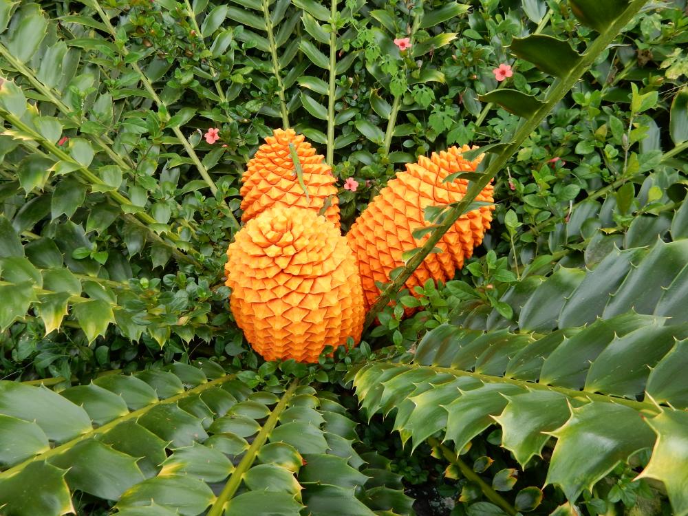 Encephalartos ferox cones  '15.JPG