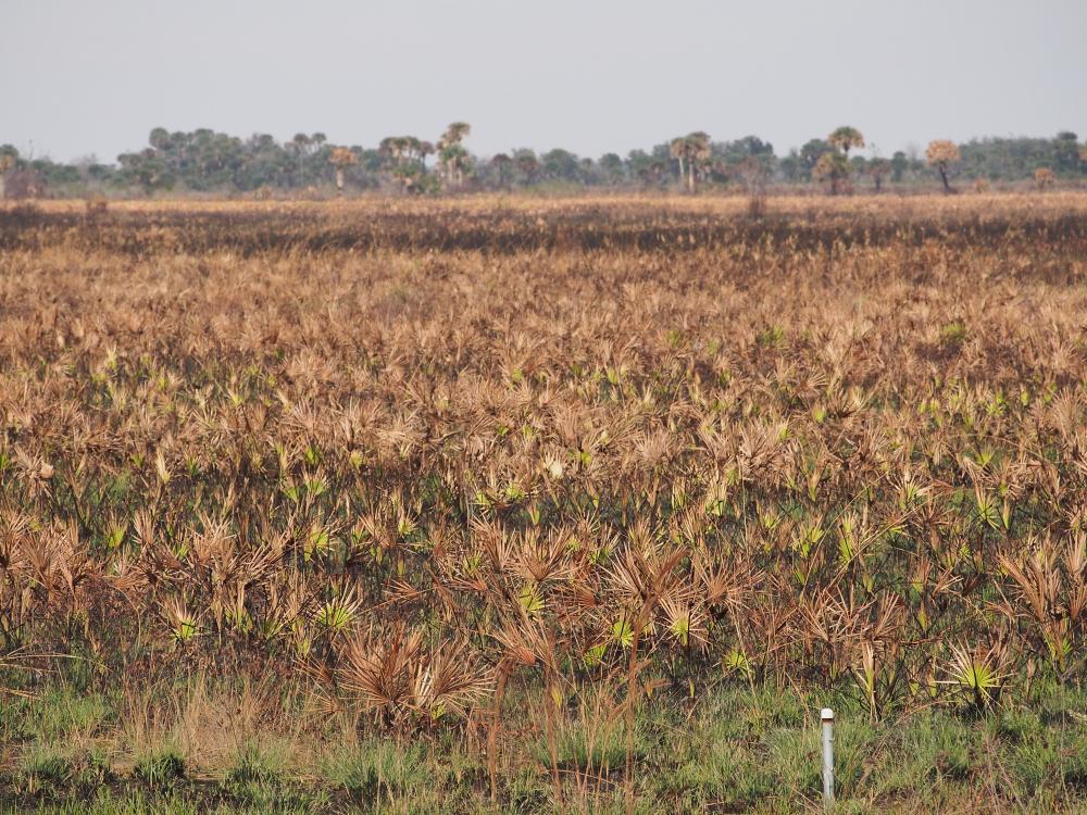 Serenoa prairie Kissimmee Prairie Preserve state park.jpg