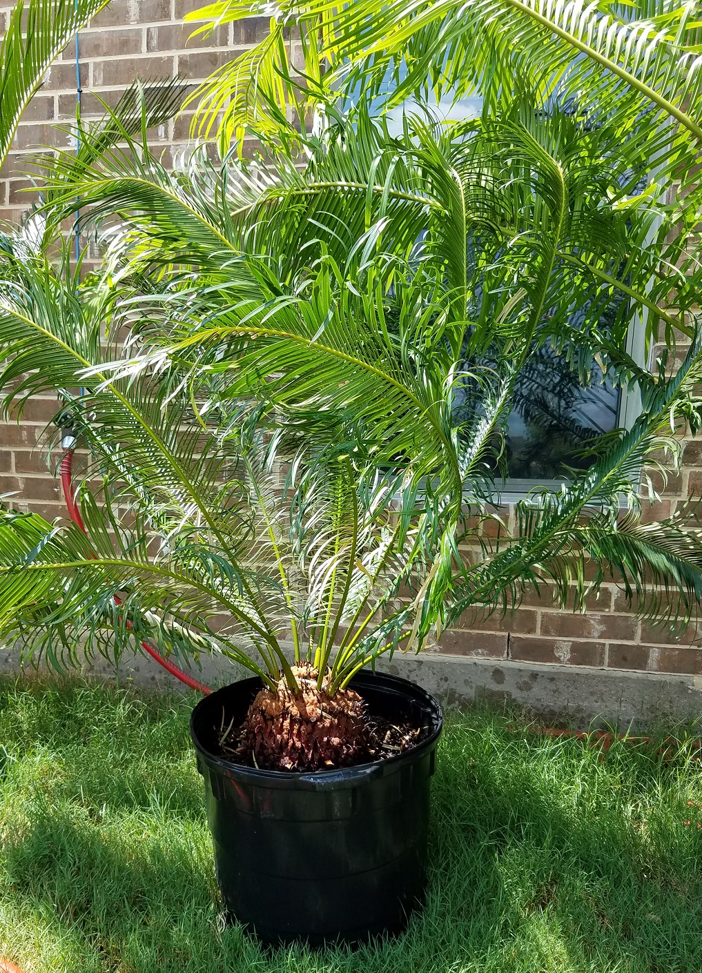 15G Cycas Panzhihuaensis - For Sale - PalmTalk