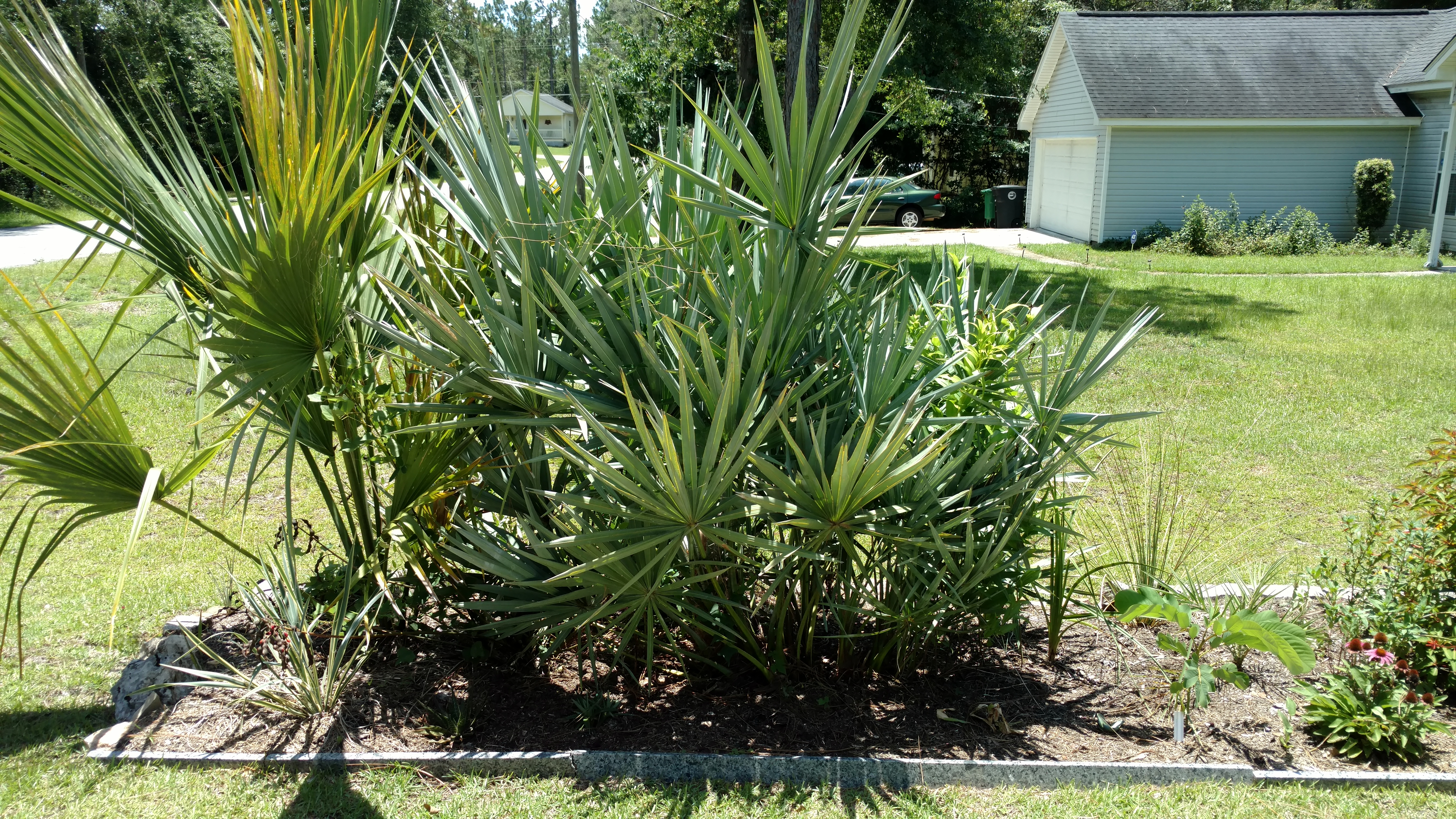 Do You Have a Saw Palmetto? DISCUSSING PALM TREES WORLDWIDE PalmTalk