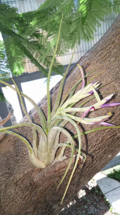 tillandsia1.jpg